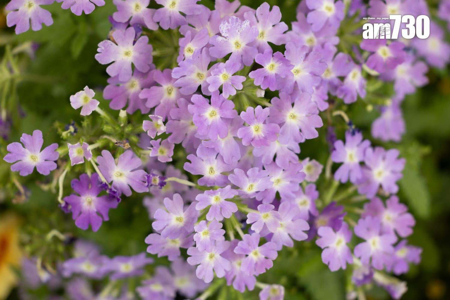 香港花卉展覽2025。(蘇文傑攝)