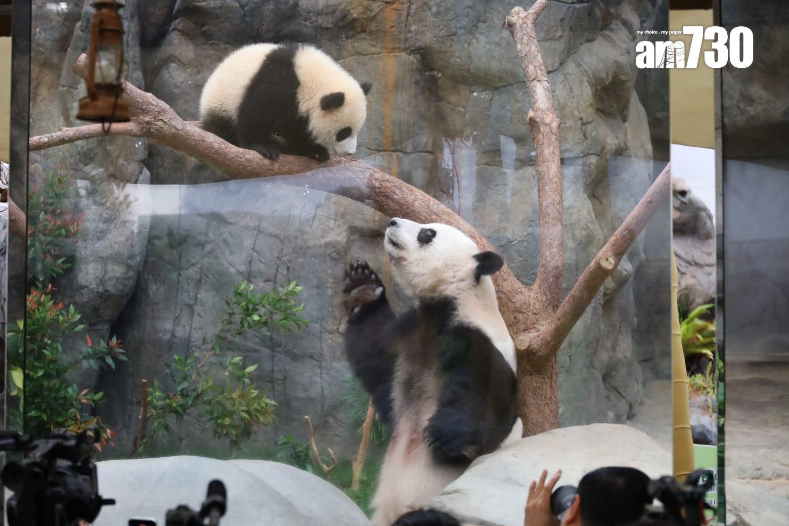 海洋公園指,盈盈已恢復食量,之後或可能再參與繁殖計劃。(鍾式明攝)