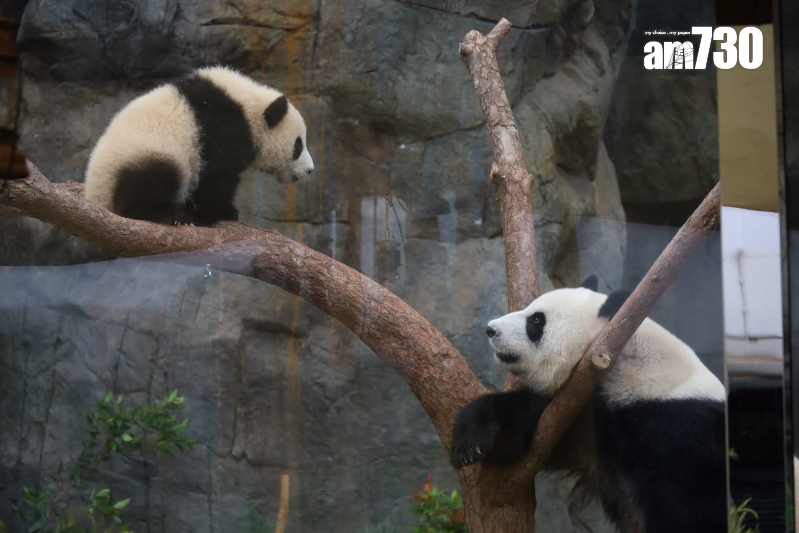 海洋公園指,盈盈已恢復食量,之後或可能再參與繁殖計劃。(鍾式明攝)