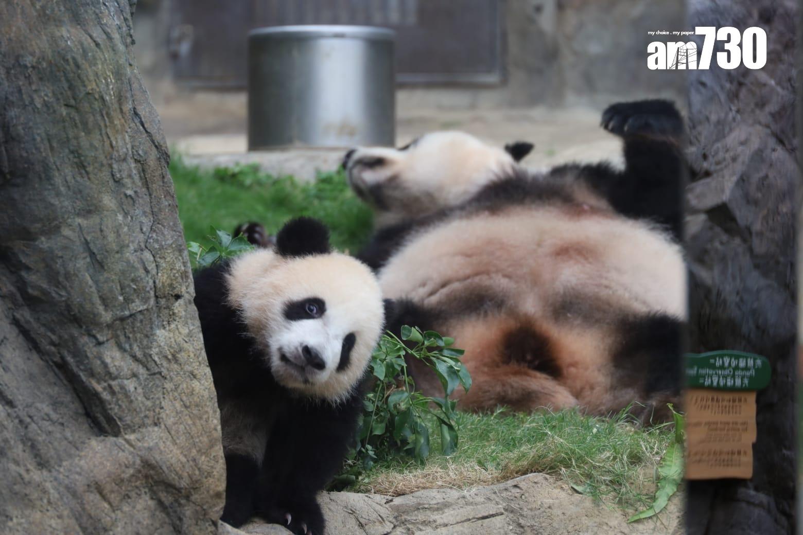 海洋公園指,盈盈已恢復食量,之後或可能再參與繁殖計劃。(鍾式明攝)