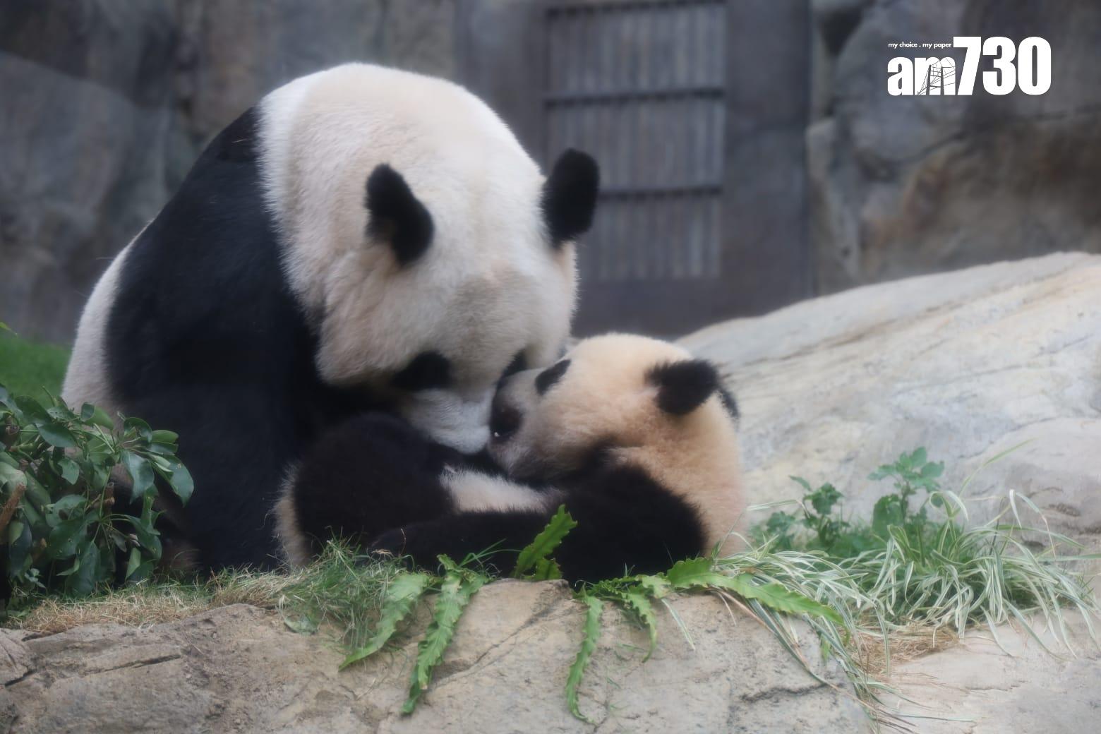 海洋公園指,盈盈已恢復食量,之後或可能再參與繁殖計劃。(鍾式明攝)