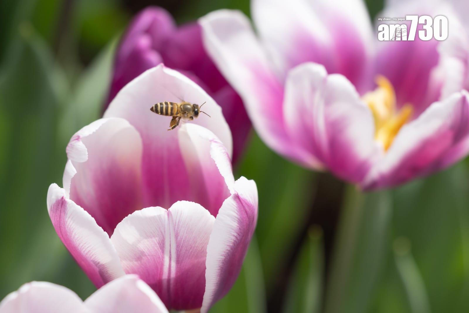 香港花卉展覽2025(蘇文傑攝)