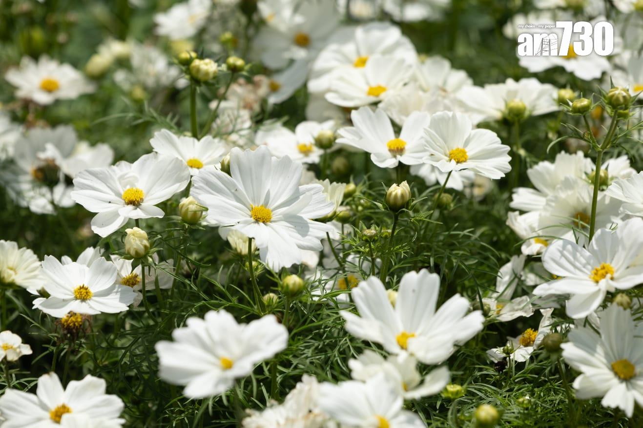 香港花卉展覽2025(蘇文傑攝)