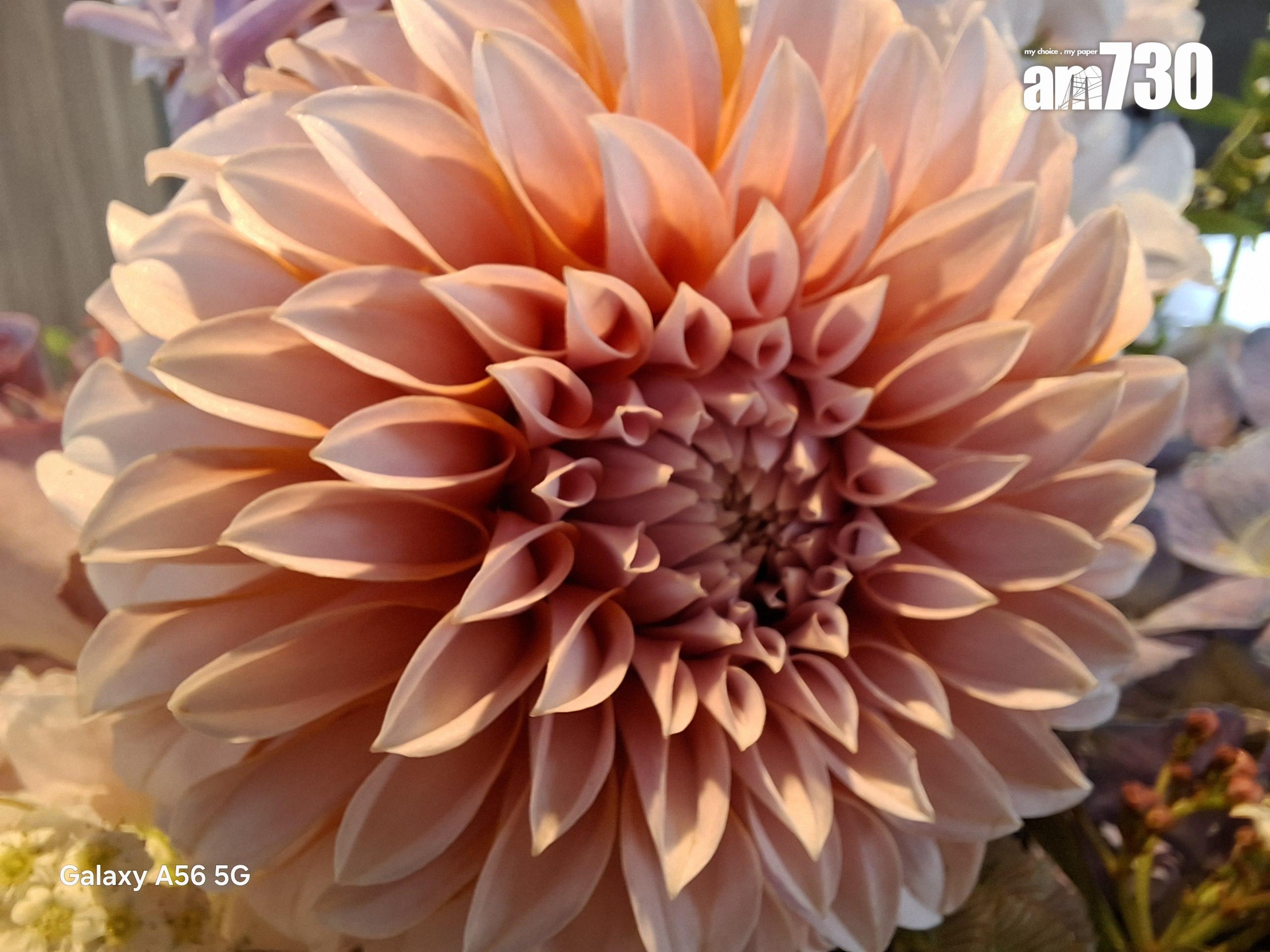 Samsung Galaxy A56微距試相。