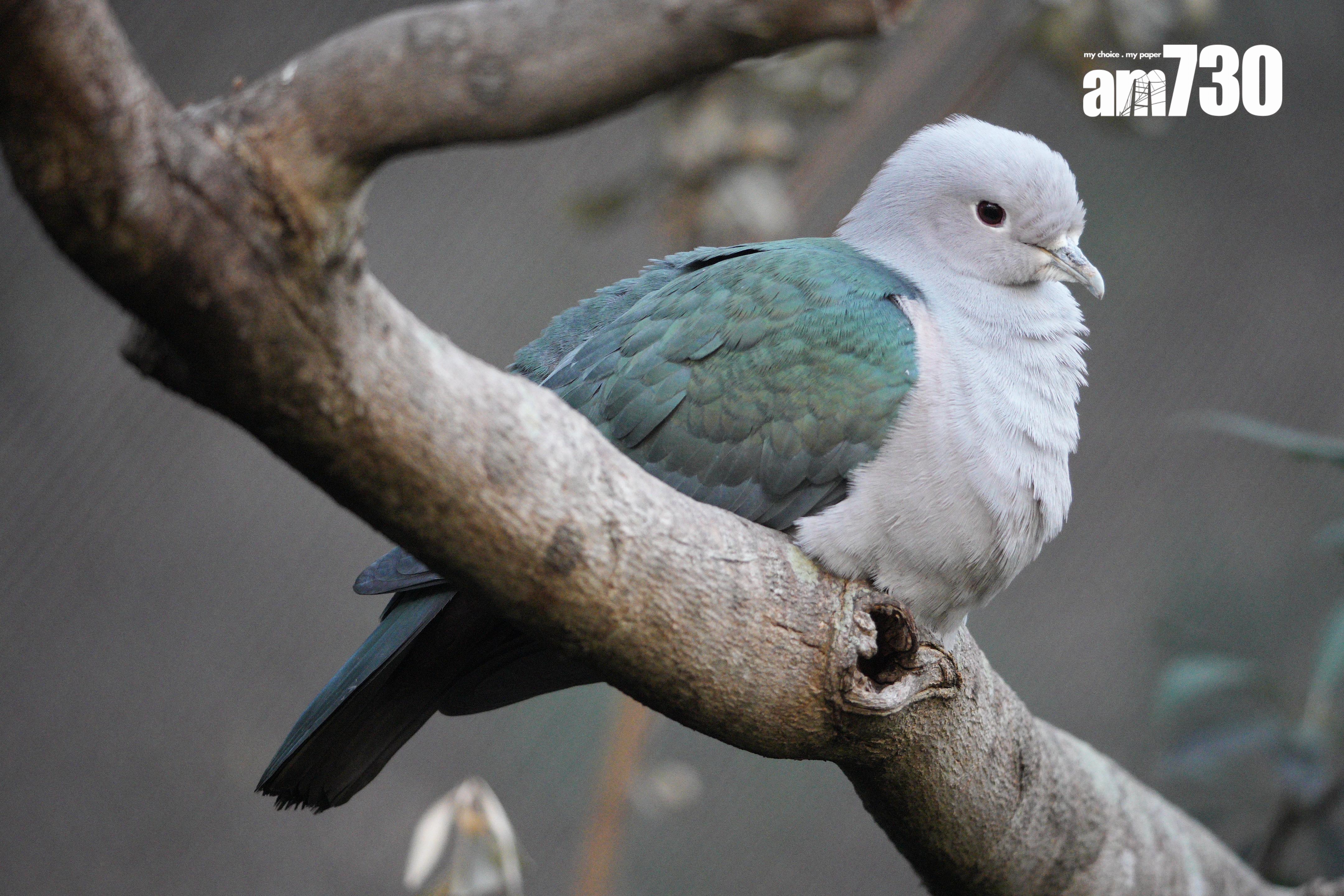 Sony SEL400800G試相。