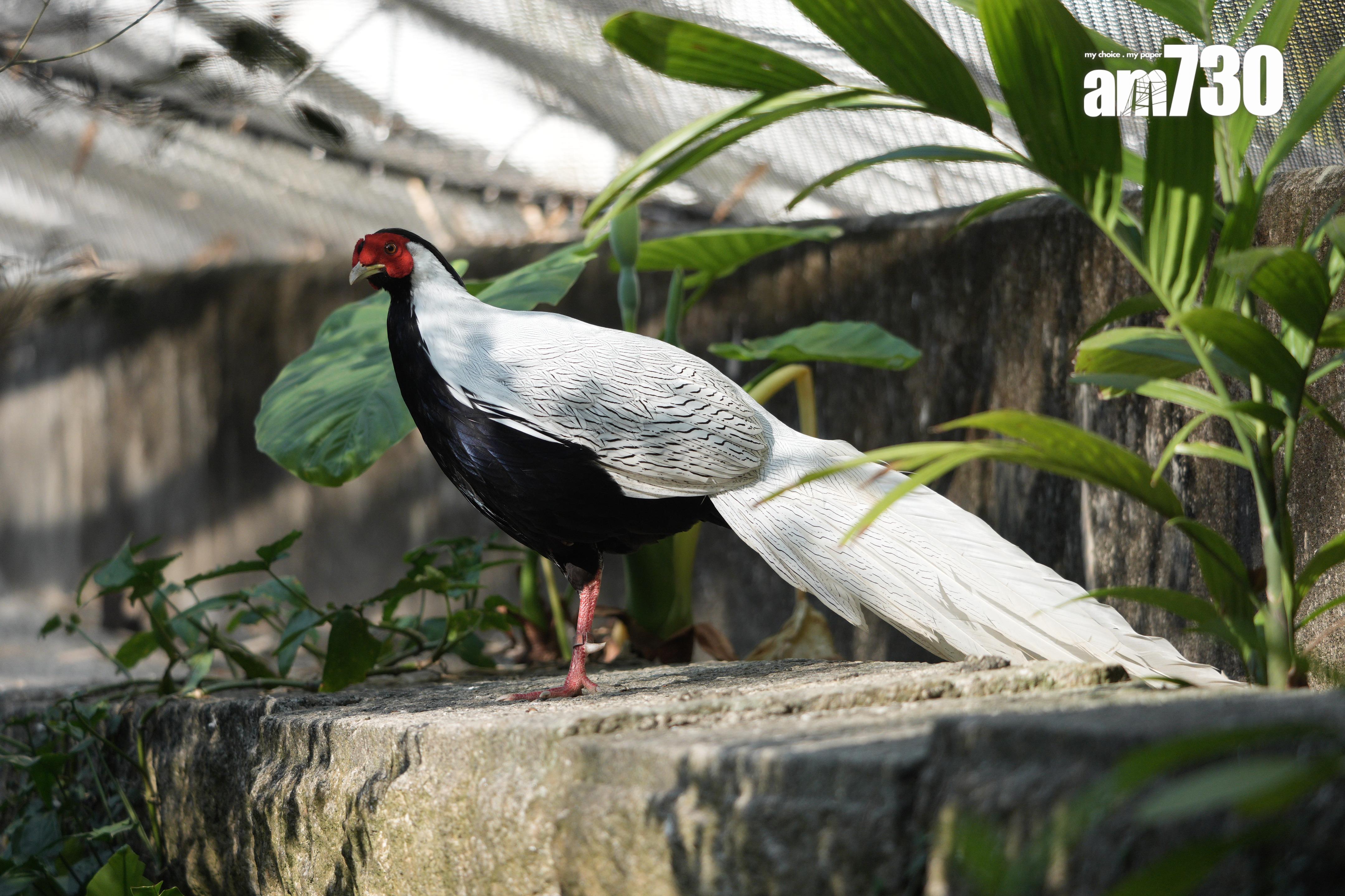 Sony SEL400800G試相。