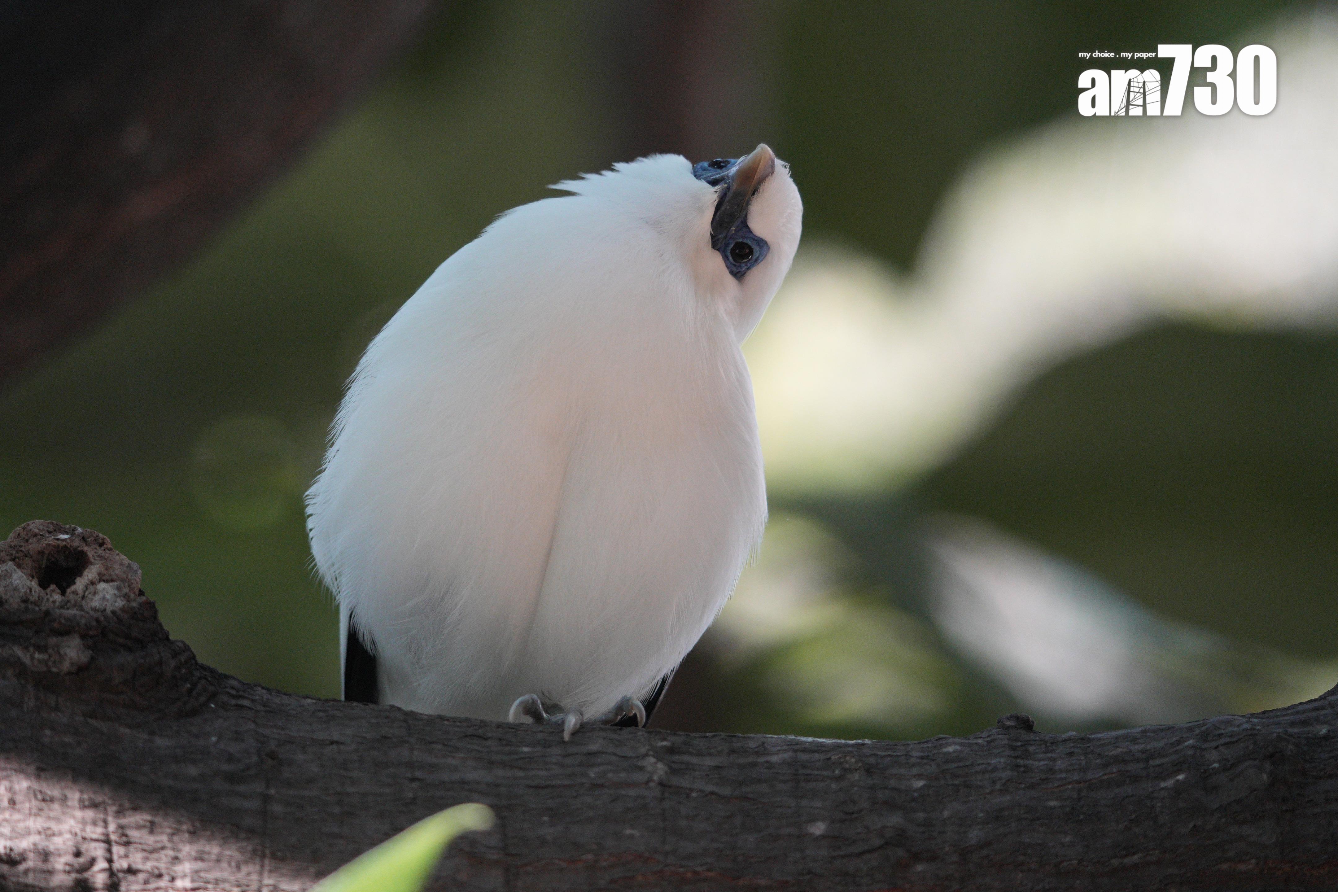 Sony SEL400800G試相。