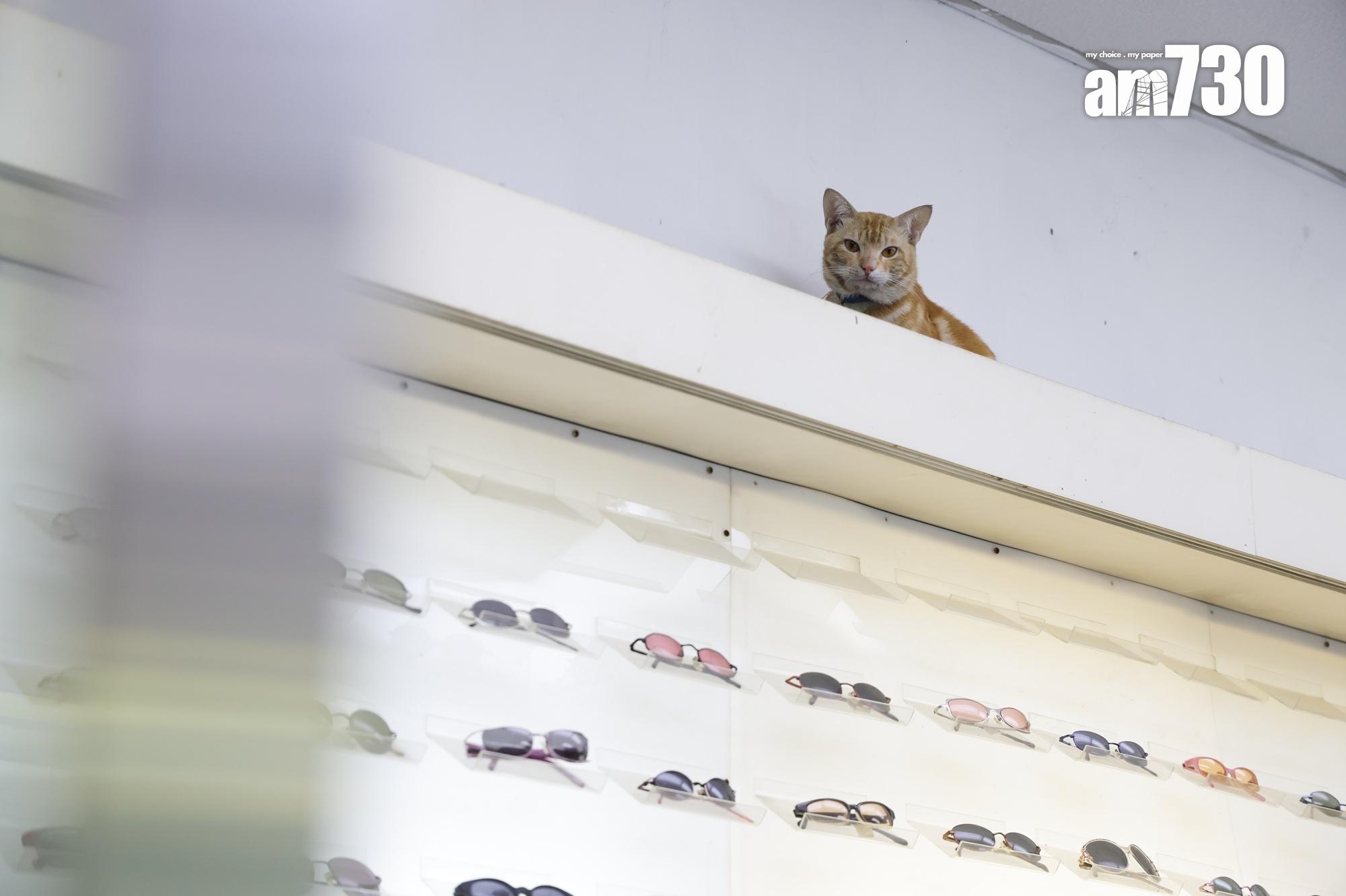 店舖的另一邊售賣眼鏡。(吳康琦攝)