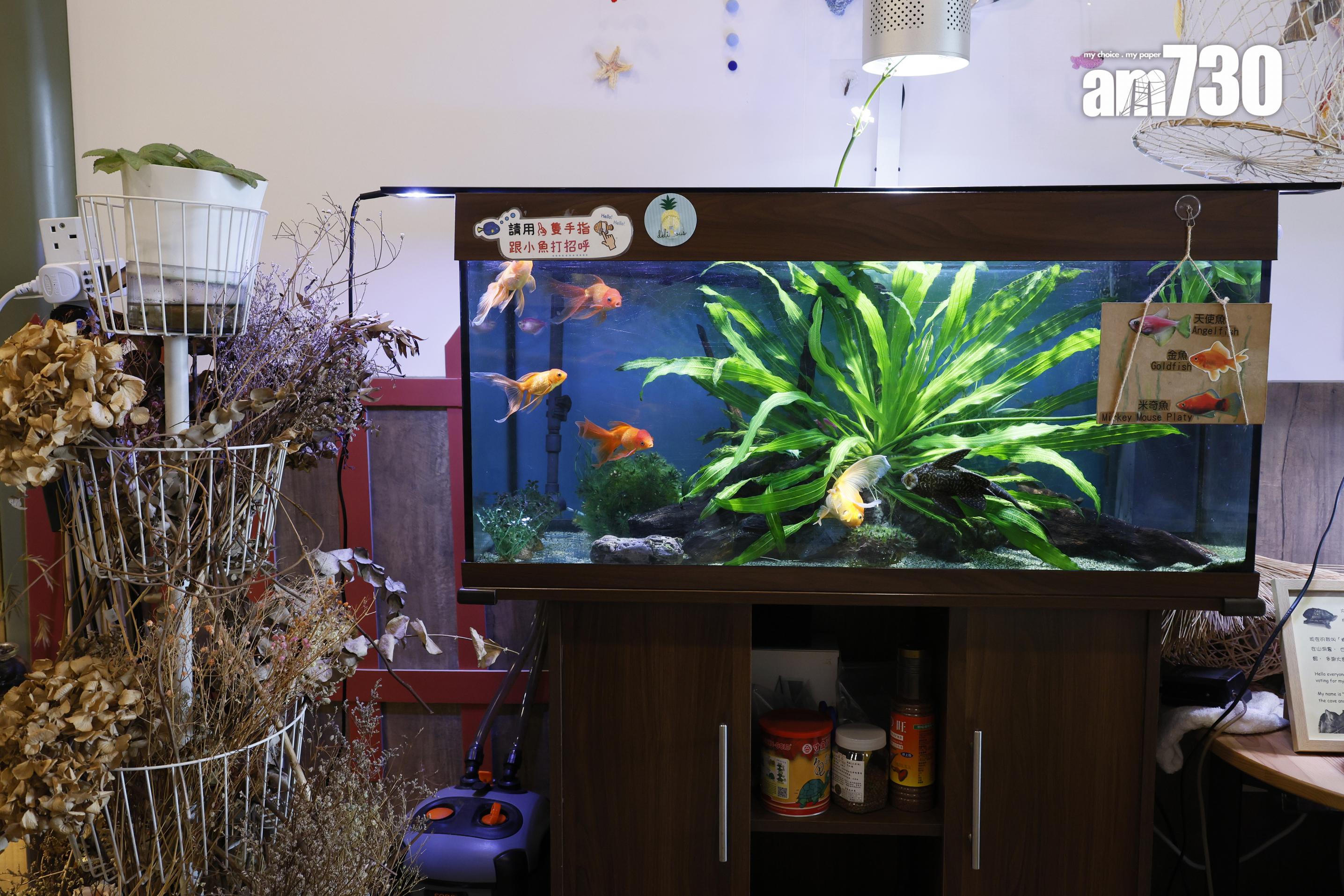 校方特意開闢的「探索自然區」,區內種植多種植物及飼養不同小動物。 (林俊源攝)