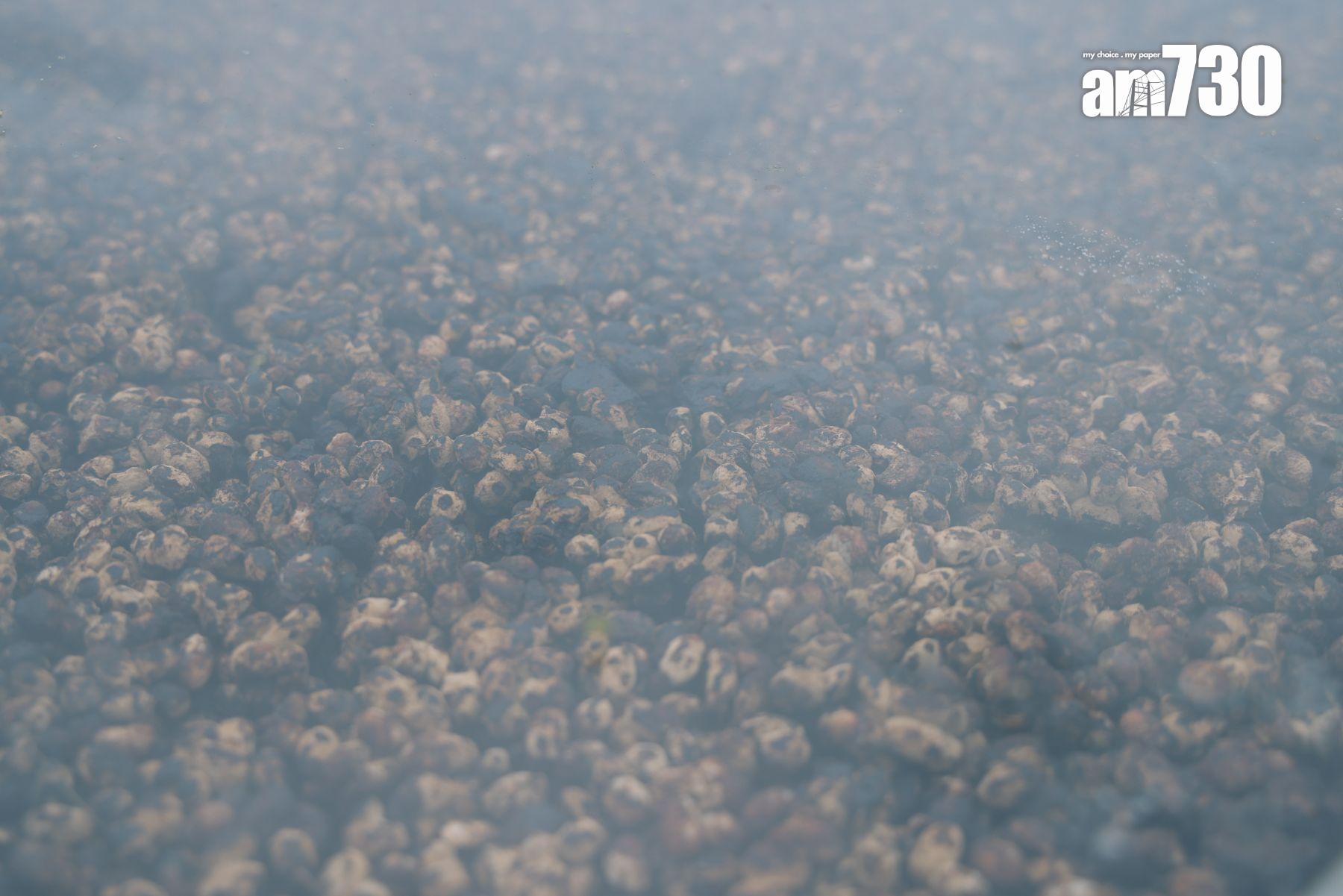 夏天生曬6個月,冬天曬9個月至1年。 (攝:吳康琦)