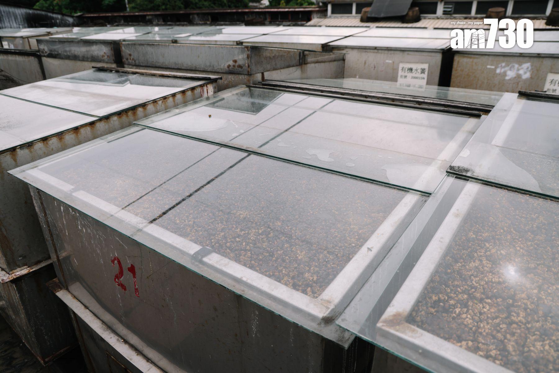 黃豆加鹽水後第二次發酵,令米麴菌分解黃豆及麵粉。(攝:吳康琦)