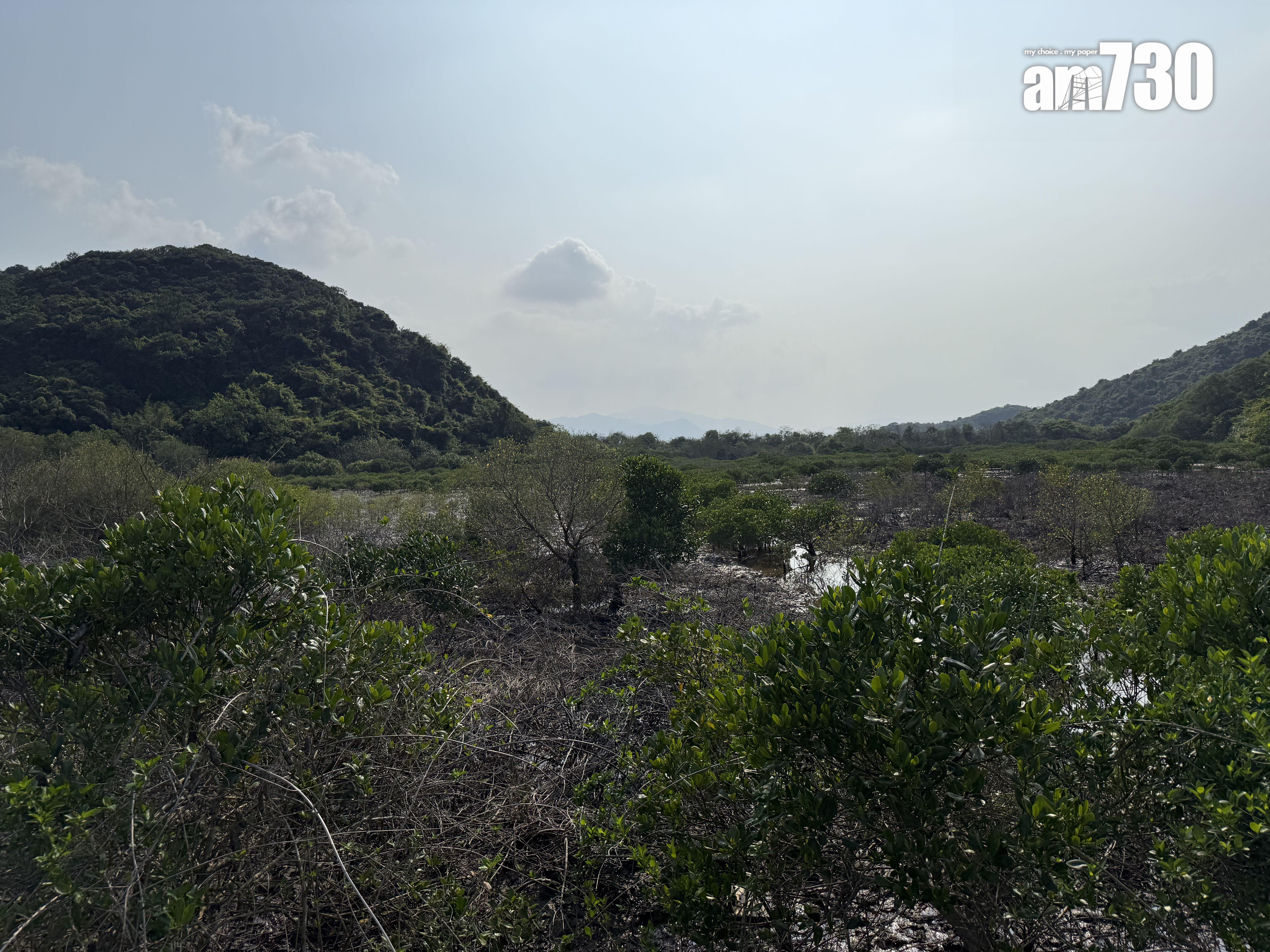 深涌附近的紅樹林