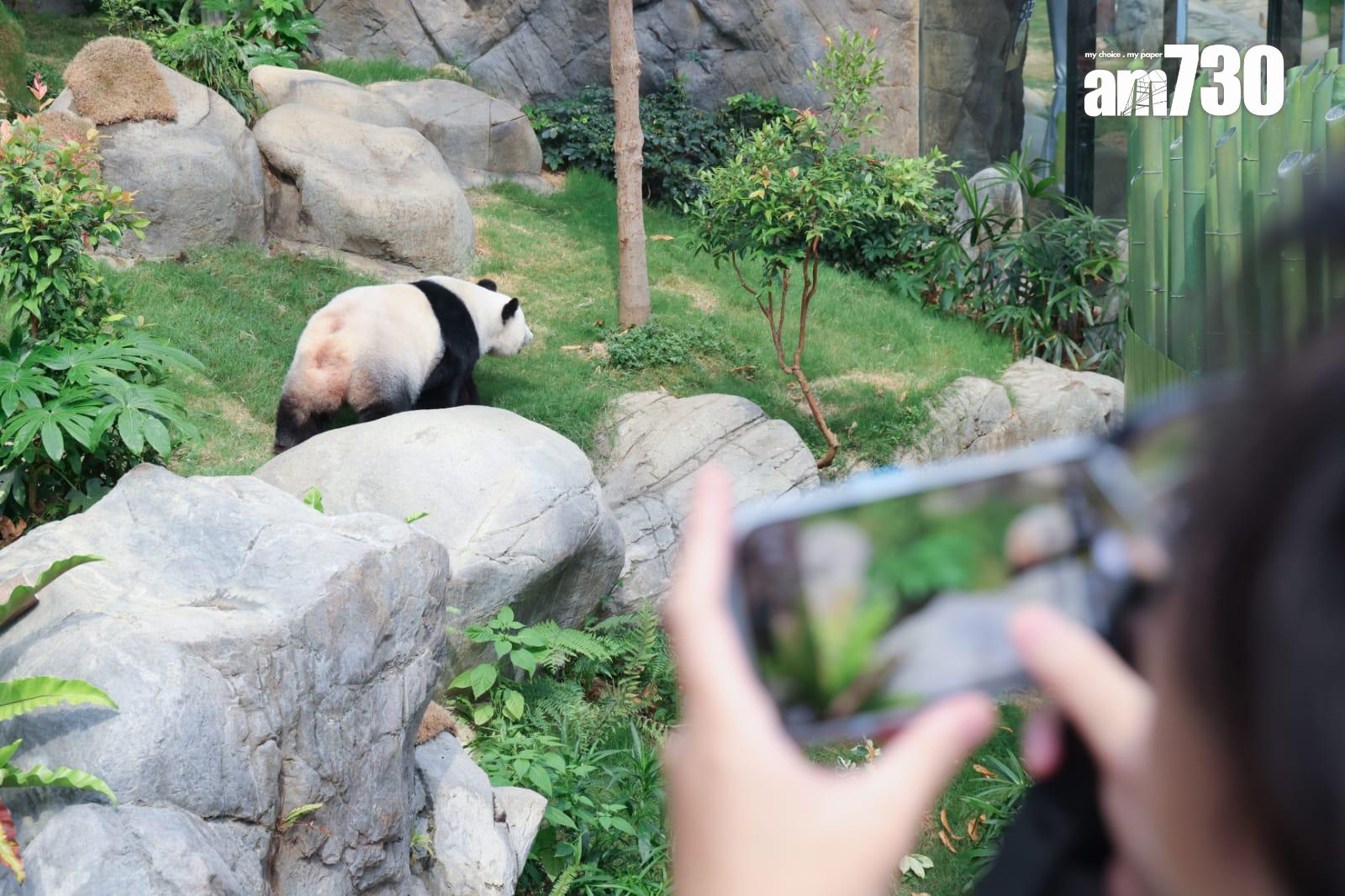 大熊貓家姐細佬。(吳康琦攝)