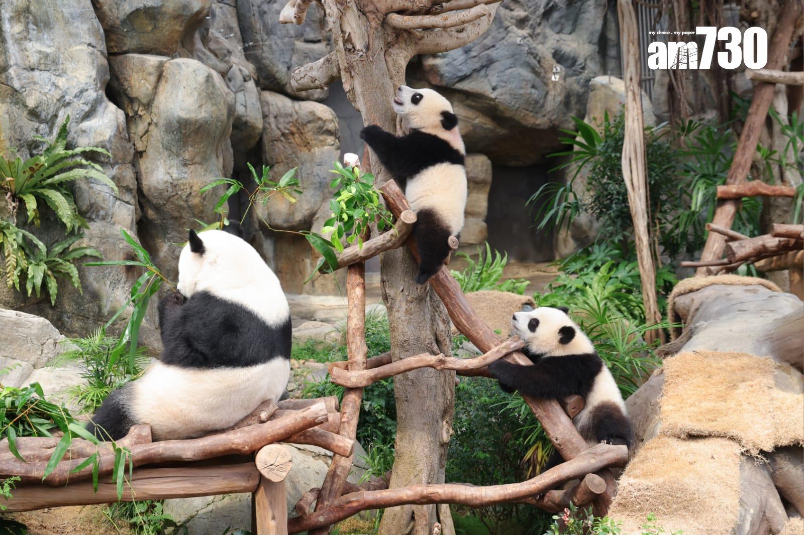 大熊貓家姐細佬。(吳康琦攝)