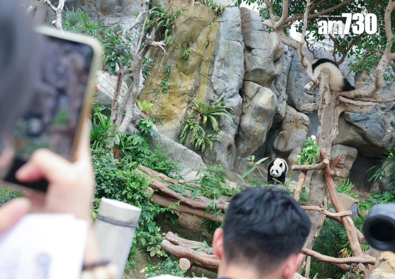大熊貓家姐細佬(吳康琦攝)