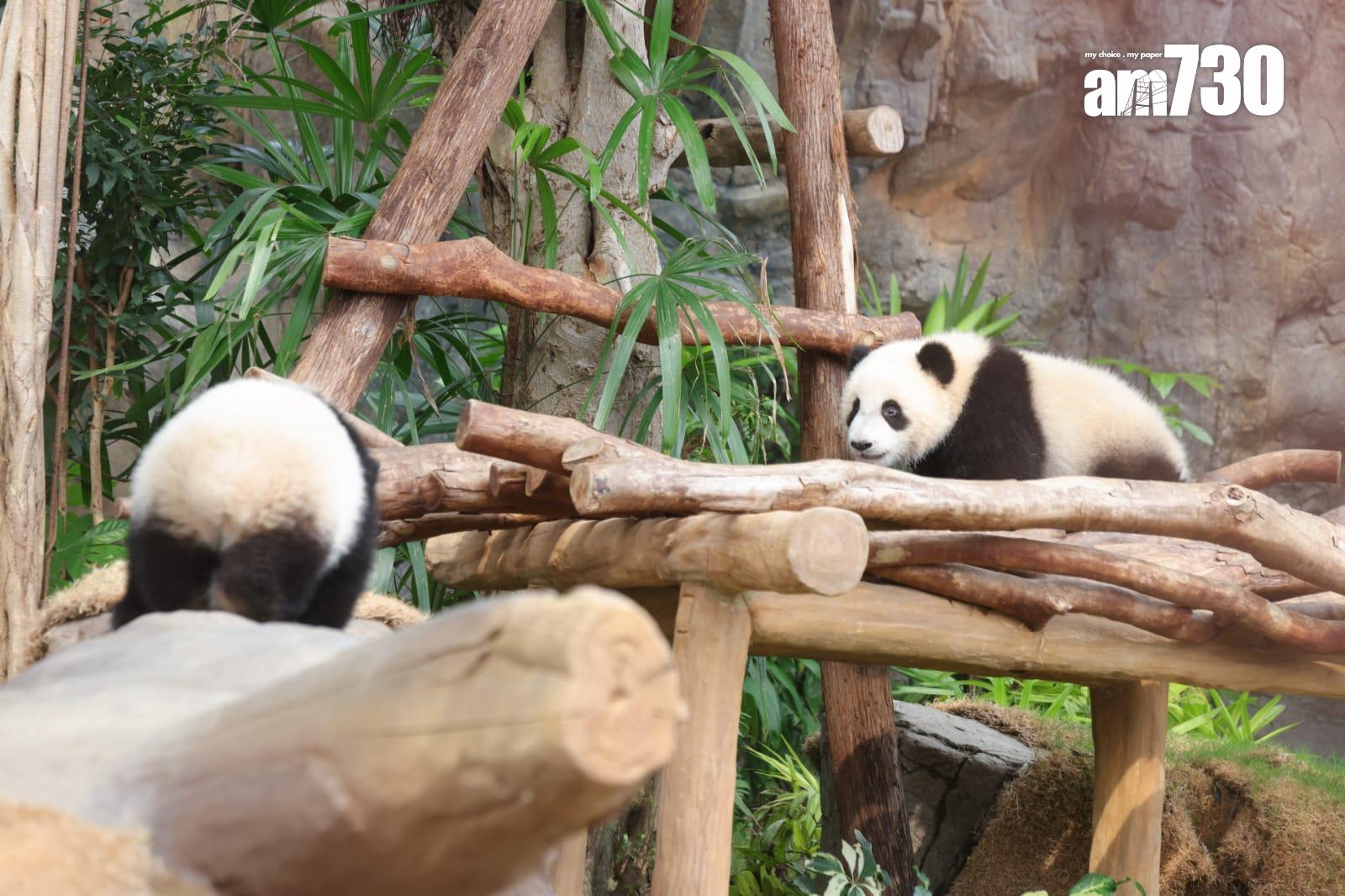 大熊貓家姐細佬。(吳康琦攝)