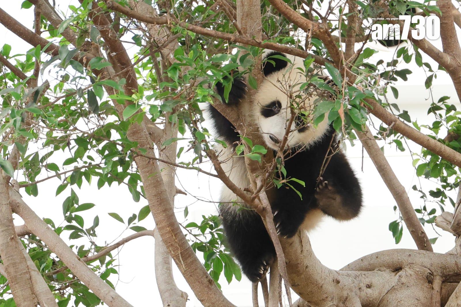 大熊貓家姐細佬。(吳康琦攝)