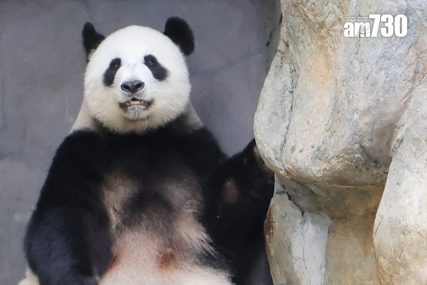 大熊貓(吳康琦攝)