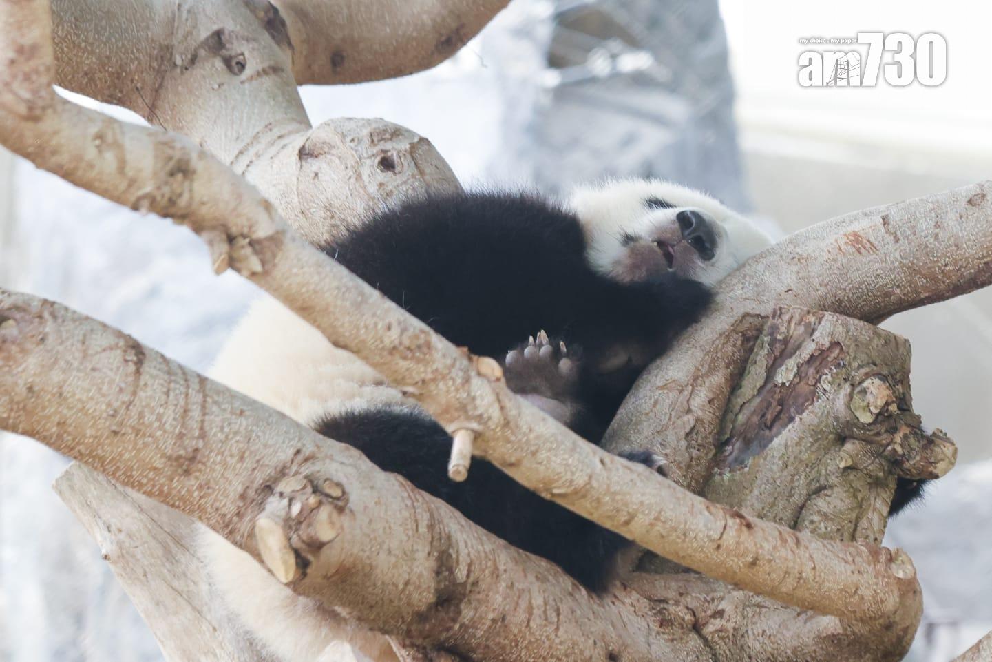 大熊貓家姐細佬。(吳康琦攝)