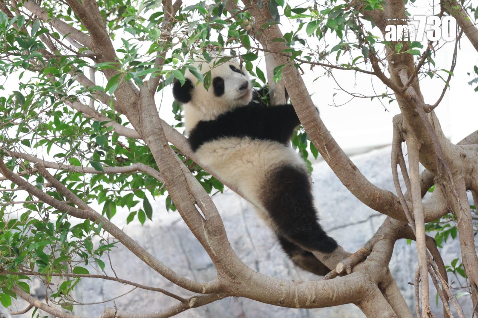 大熊貓家姐細佬。(吳康琦攝)