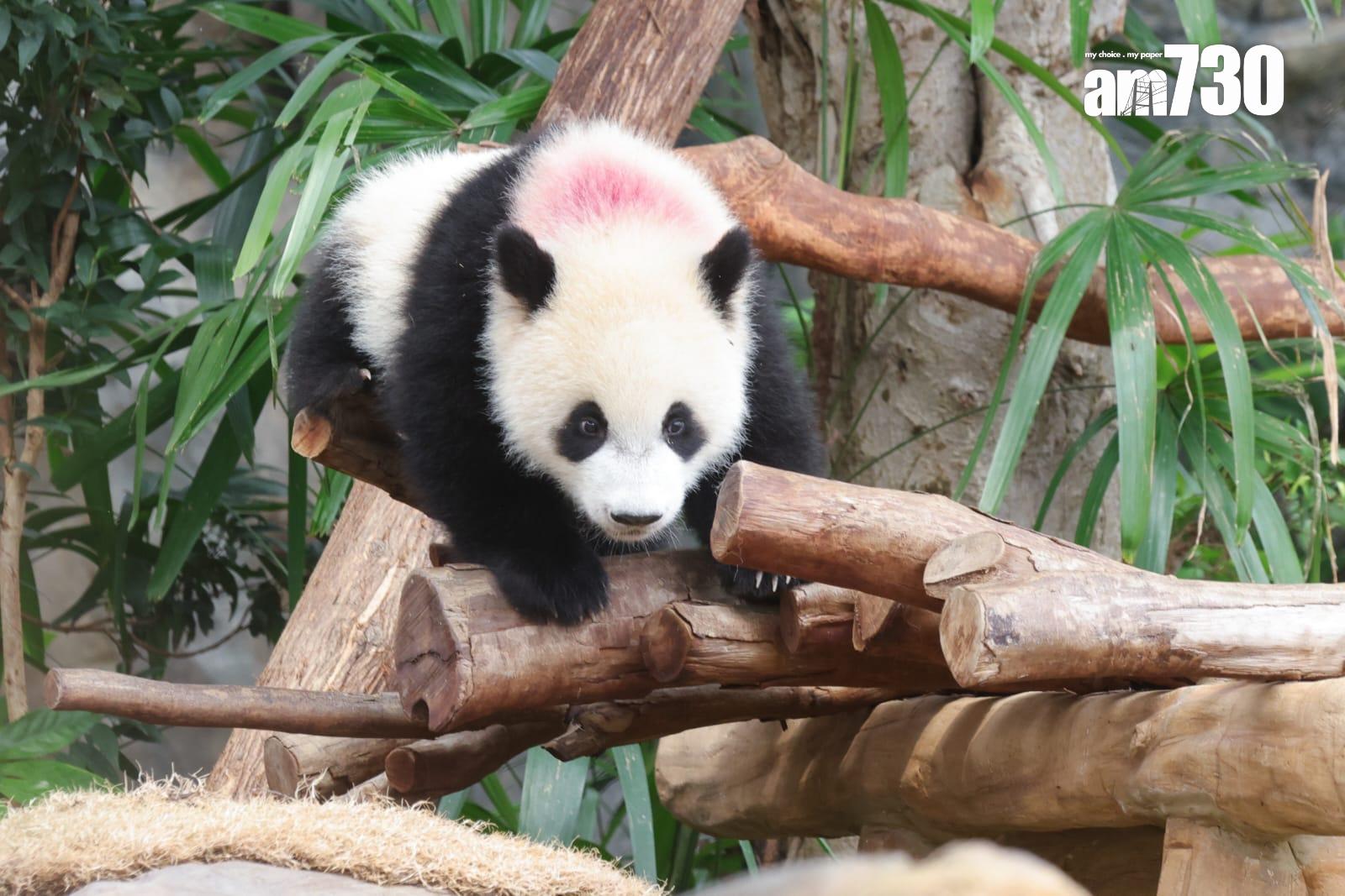 大熊貓家姐細佬。(吳康琦攝)