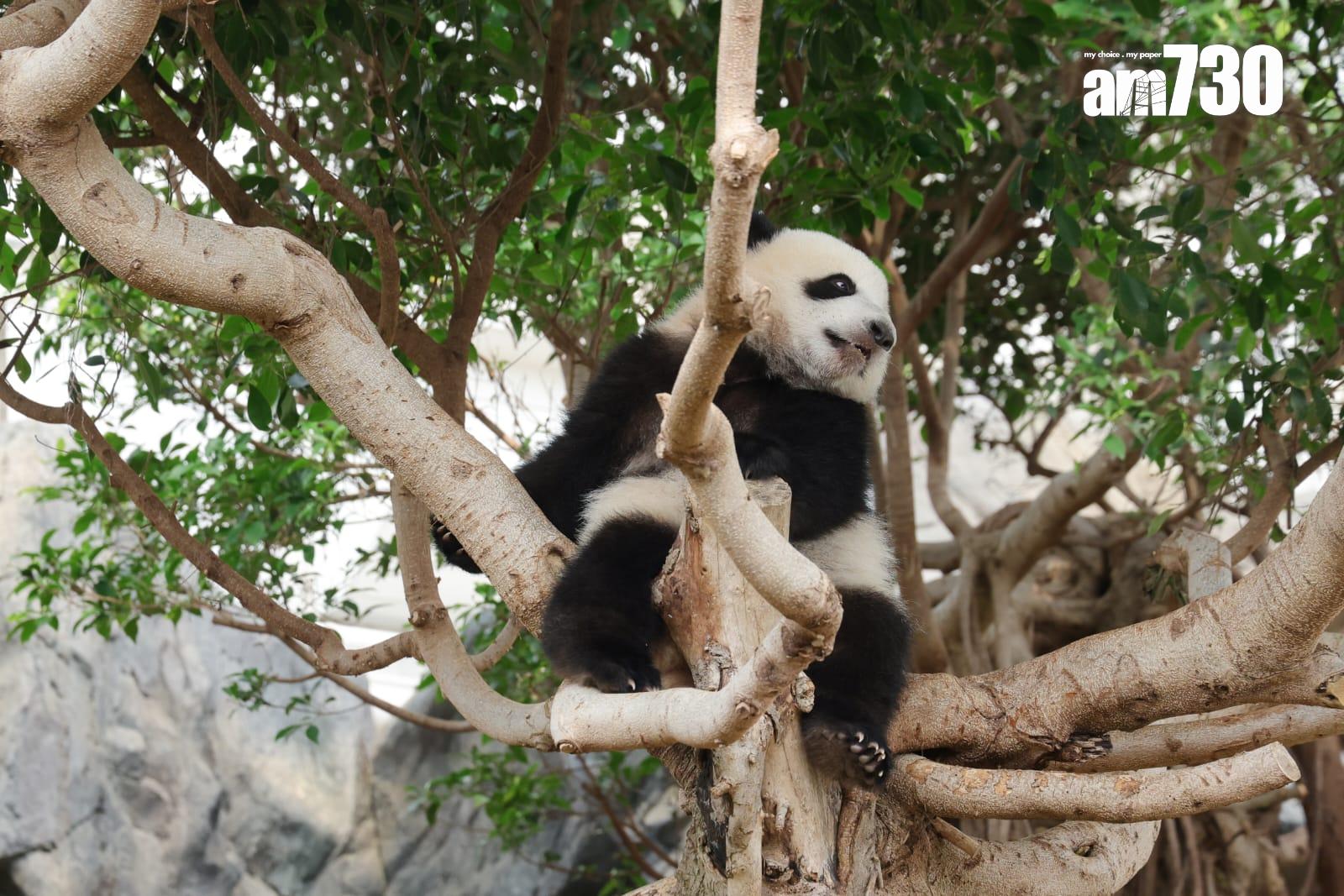 大熊貓家姐細佬。(吳康琦攝)