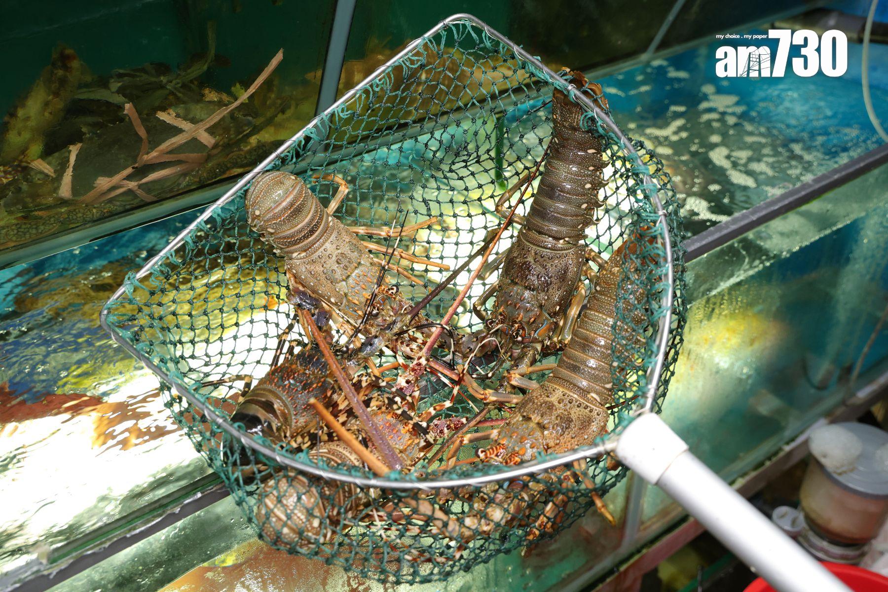 廚房設有大魚缸養活魚、龍蝦。(吳康琦攝)