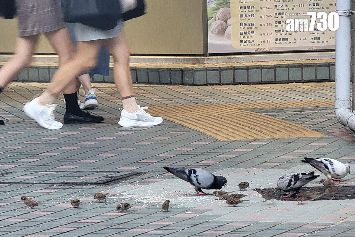 非法餵飼野生動物或野鴿會被定額罰款或檢控。(資料圖片/林俊源攝)