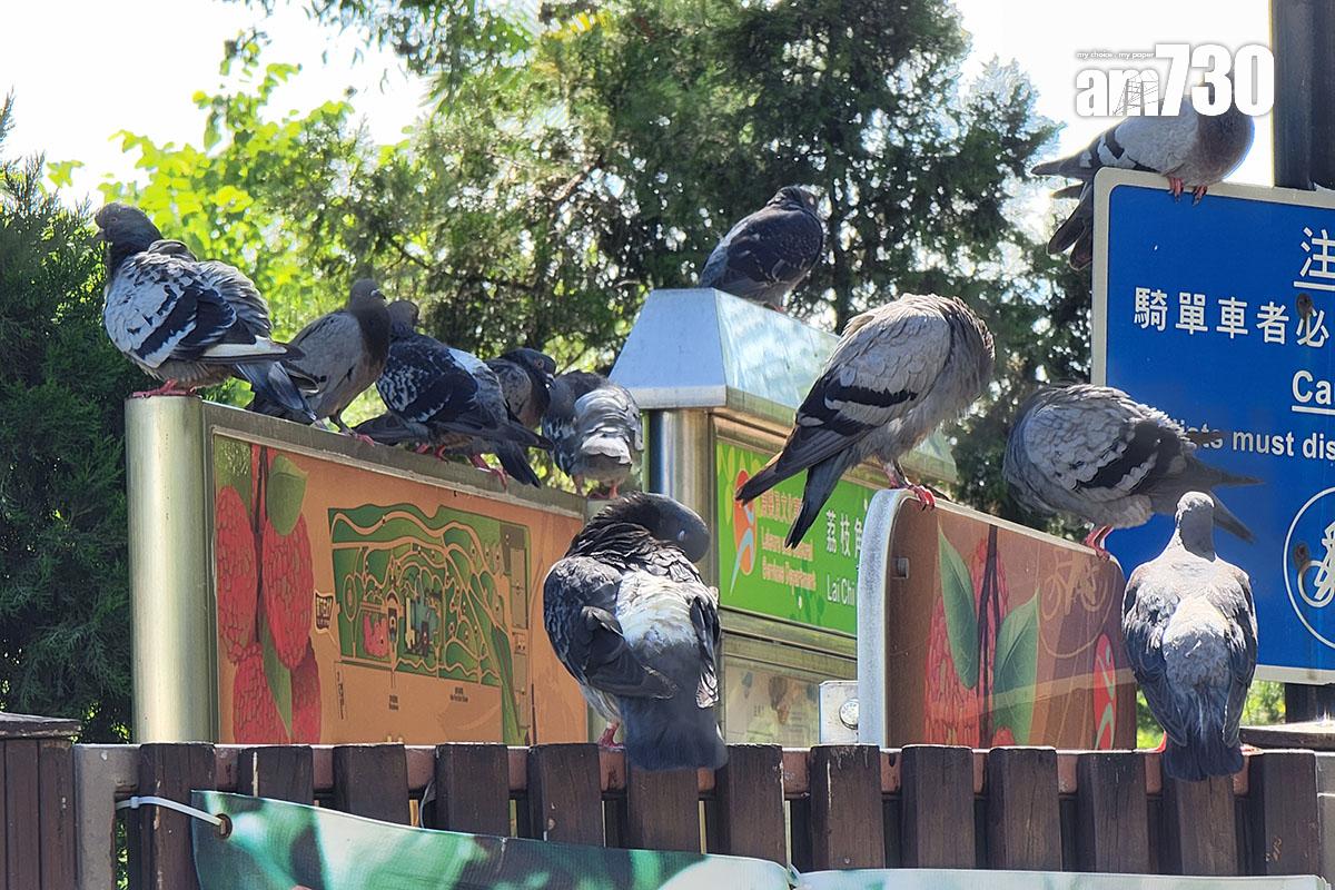 非法餵飼野生動物或野鴿會被定額罰款或檢控。(資料圖片/鍾式明攝)