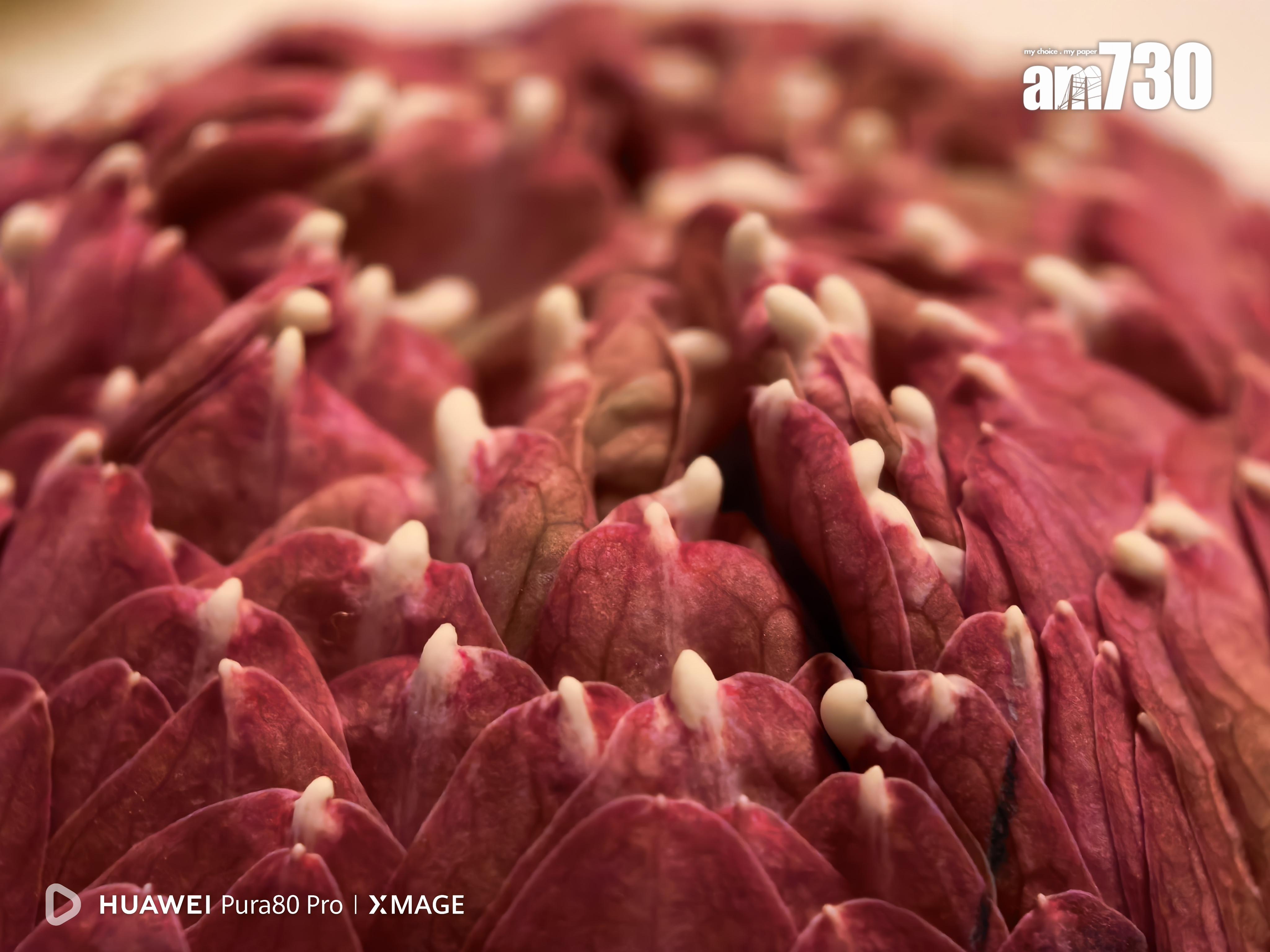 HUAWEI Pura 80 Pro微距試相。