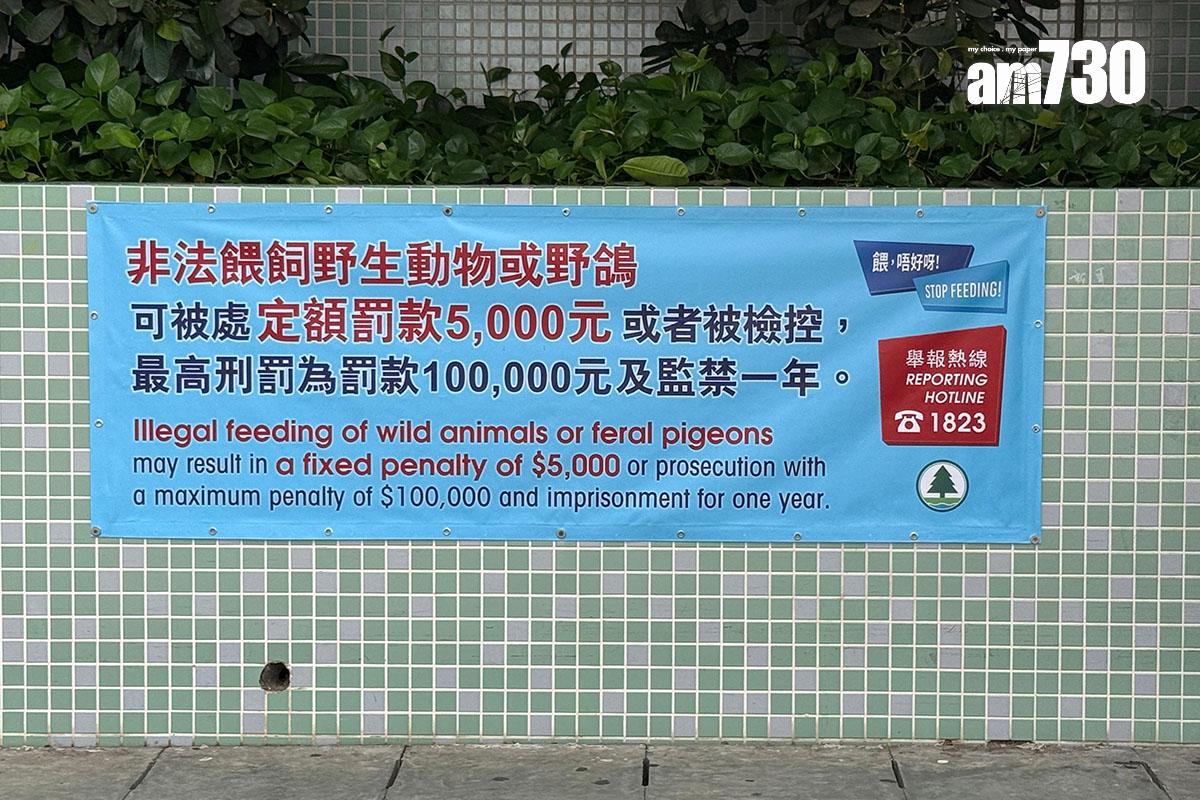 非法餵飼野生動物或野鴿會被定額罰款或檢控。(鄧昊輝攝)