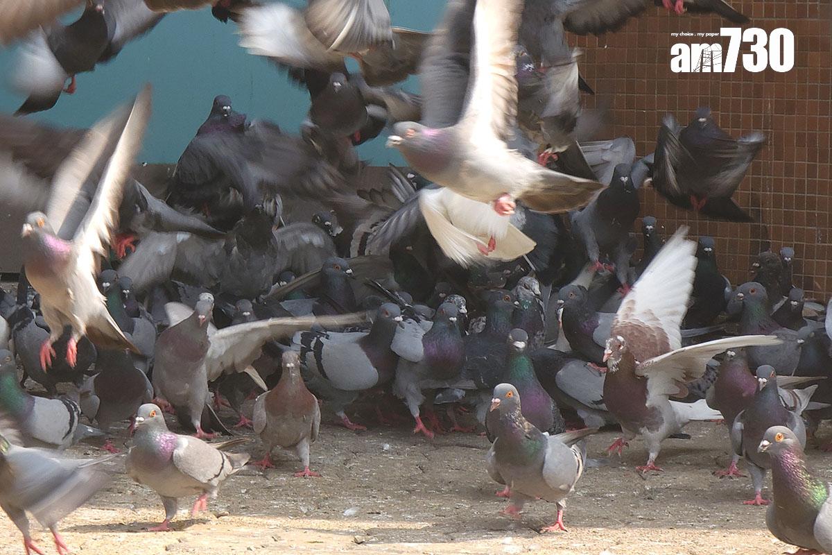 非法餵飼野生動物或野鴿會被定額罰款或檢控。(資料圖片/鍾式明攝)