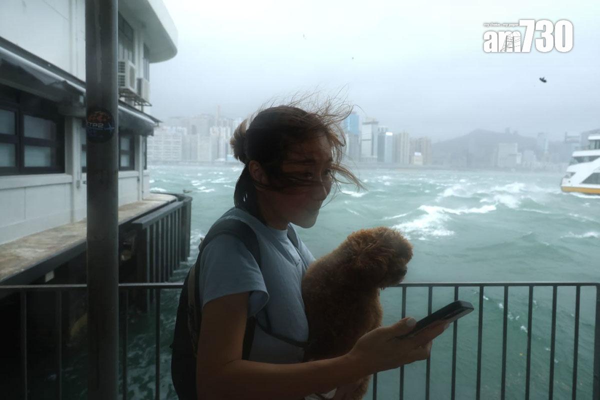 韋帕襲港期間,紅磡有主人帶寵物外出。(林俊源攝)