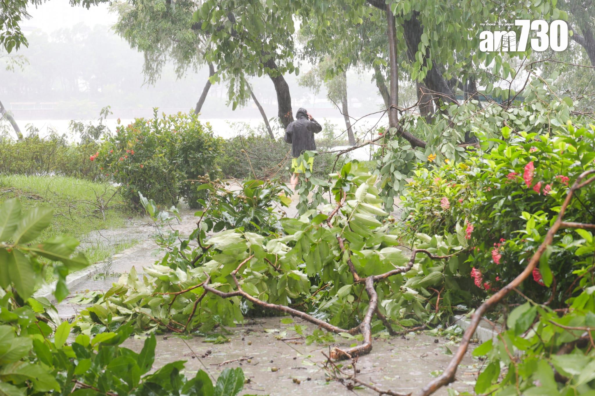 樺加沙肆虐下沙田情況。(吳康琦攝)