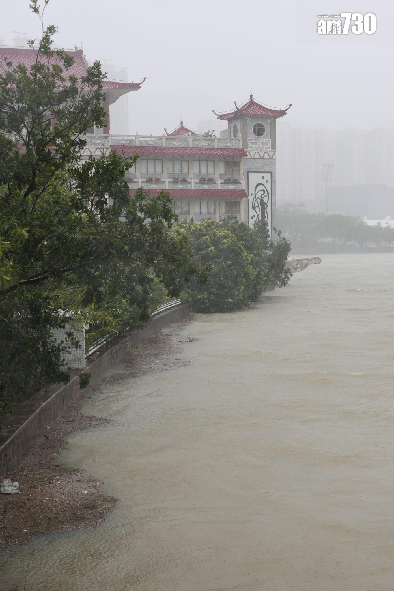 樺加沙肆虐下沙田情況。(吳康琦攝)