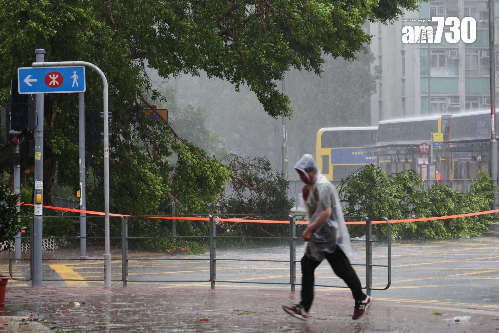 樺加沙肆虐下沙田情況。(吳康琦攝)