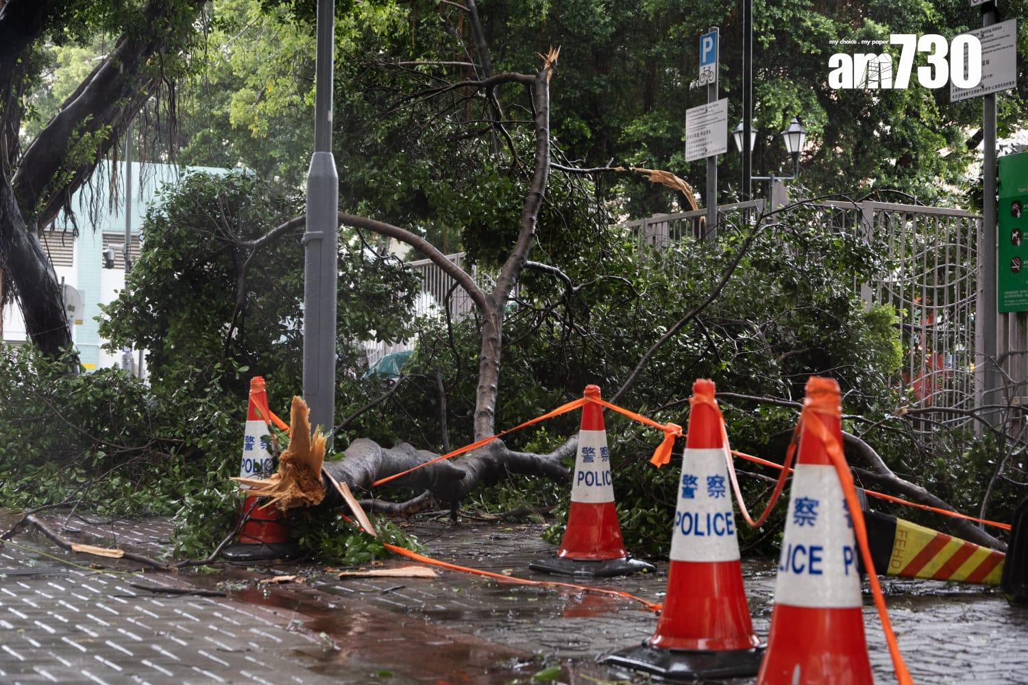 樺加沙肆虐下元朗情況。(周令知攝)