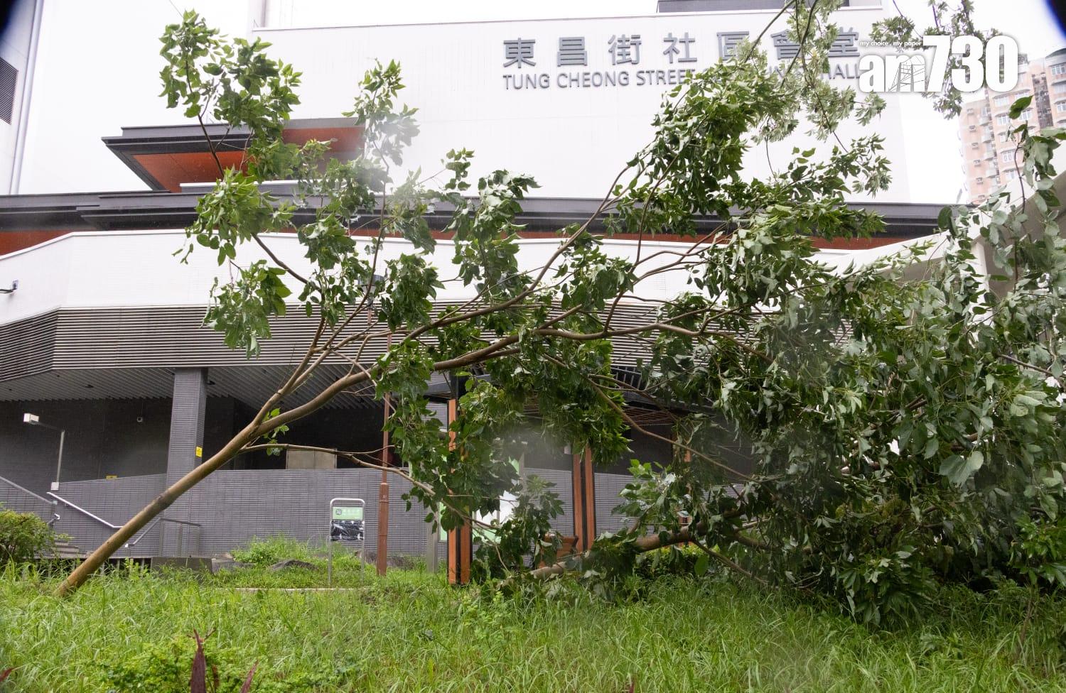 樺加沙肆虐下大埔情況。(蘇文傑攝)