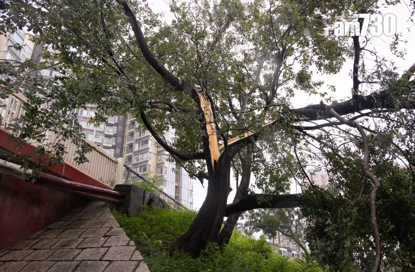 樺加沙肆虐下大埔情況。(蘇文傑攝)