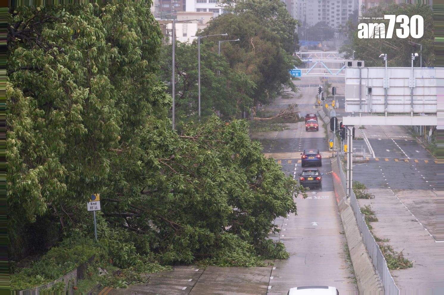 樺加沙肆虐下九龍塘情況。(蘇文傑攝)