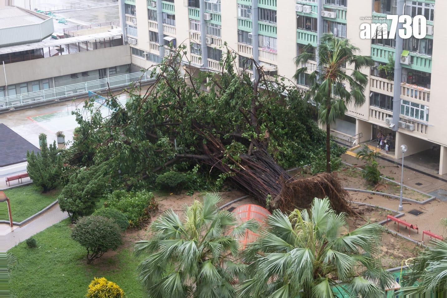 樺加沙肆虐下何文田愛民邨情況。(蘇文傑攝)