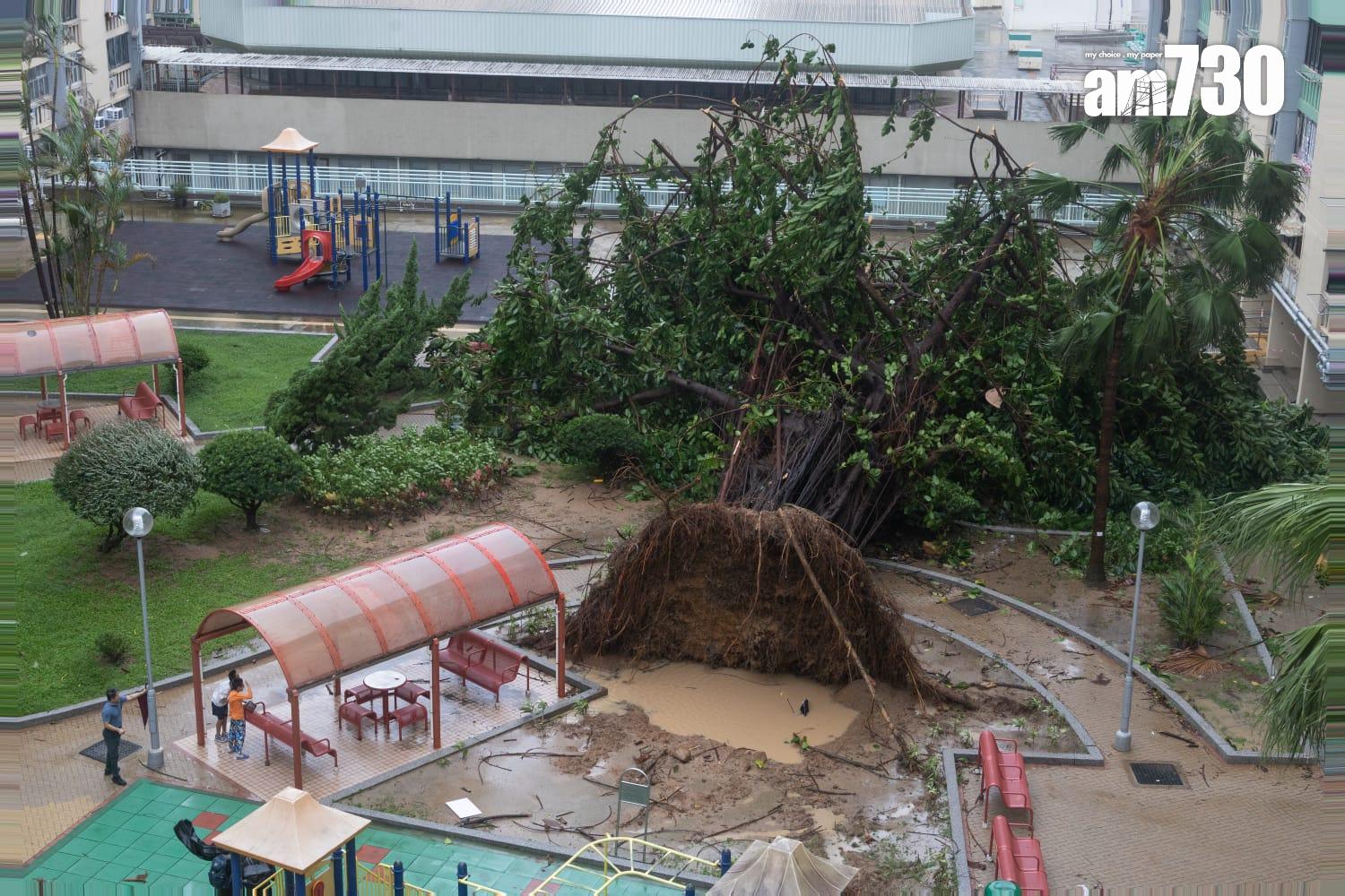 樺加沙肆虐下何文田愛民邨情況。(蘇文傑攝)