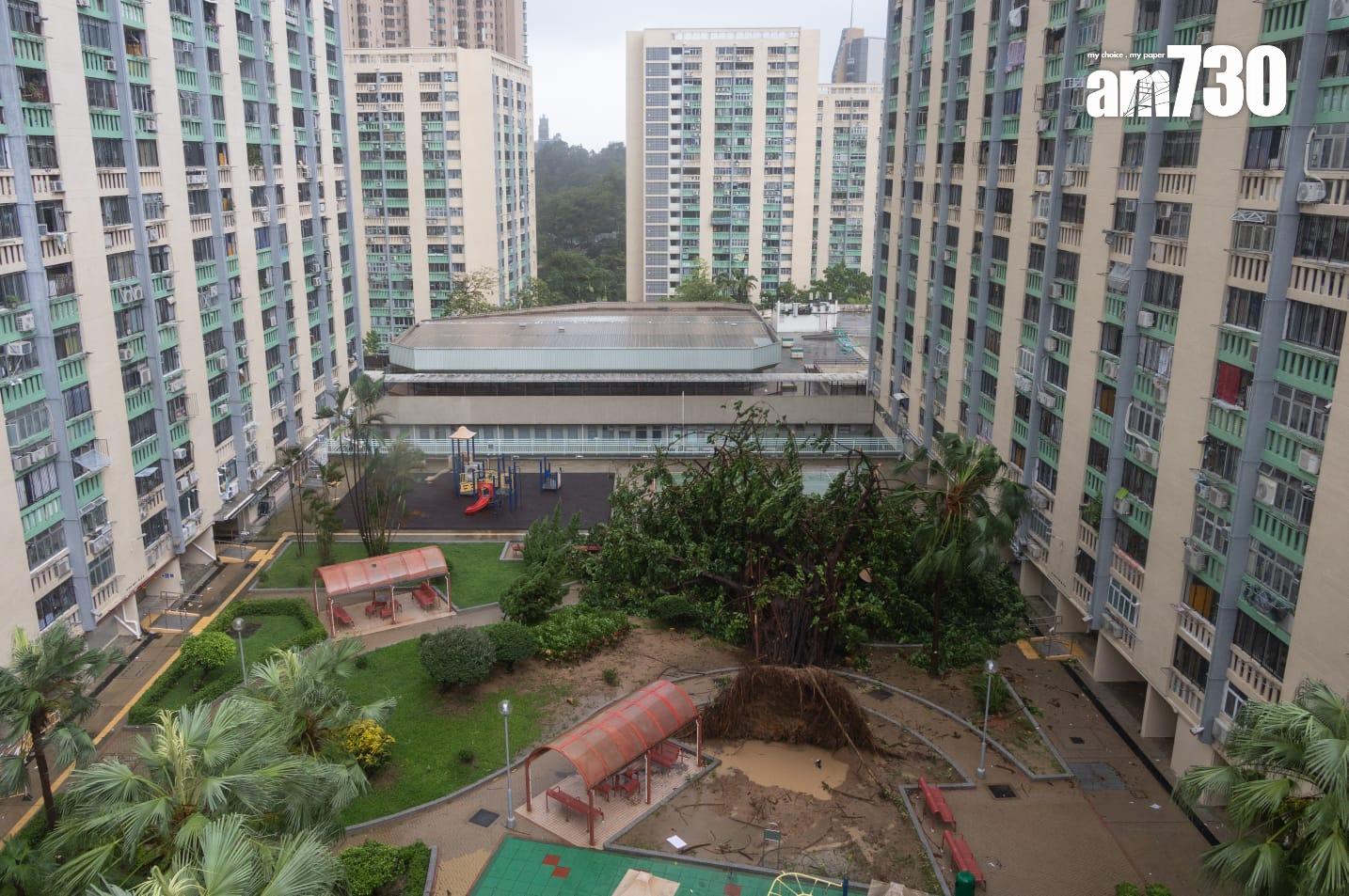 颱風樺加沙︱何文田愛民邨逾半世紀老榕樹倒塌。(蘇文傑 攝)