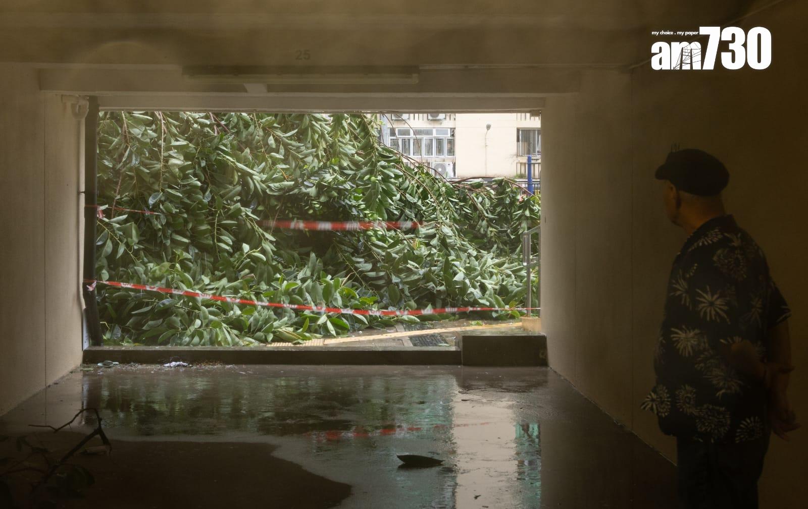 颱風樺加沙︱何文田愛民邨逾半世紀老榕樹倒塌。(蘇文傑 攝)