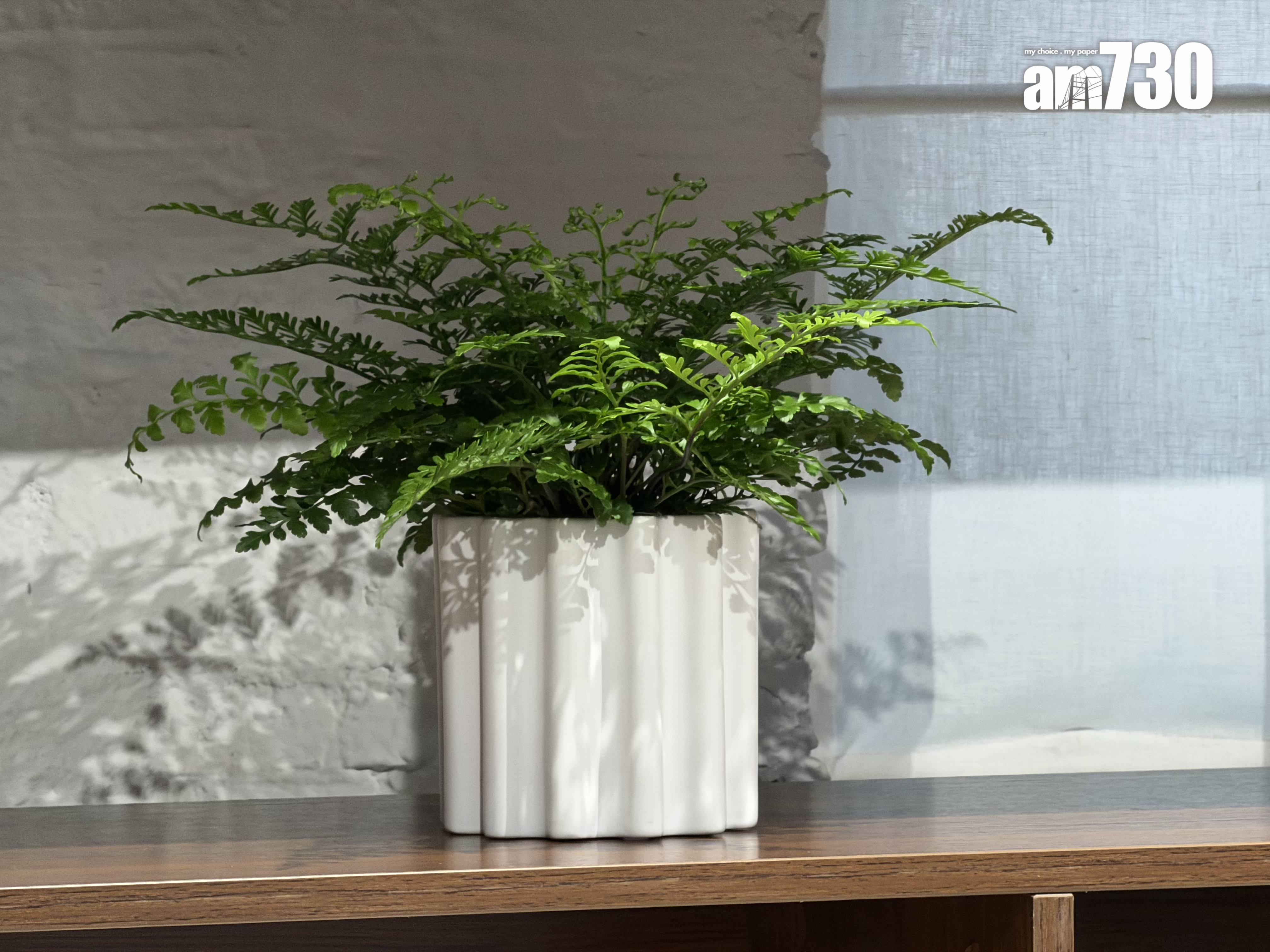 iPhone 17 Pro 200mm試相。