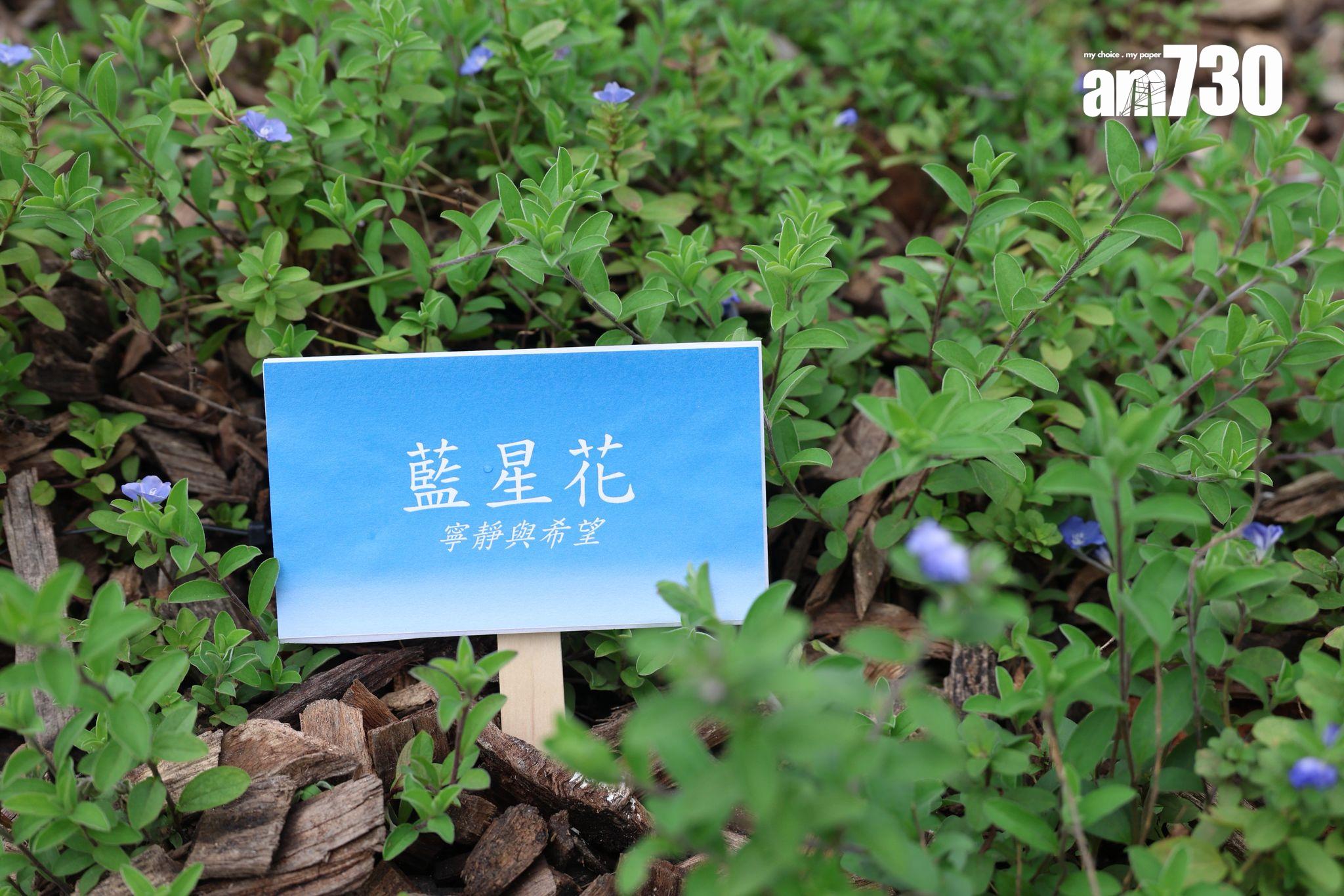 不同花種和樹種分為三個不同主題區域,包括:「寧靜之境」、「雲祥之地」及「祝福之海」。(周令知攝)