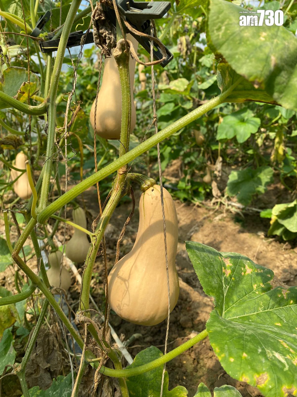 時令奶油南瓜零農藥零化肥天然種植。