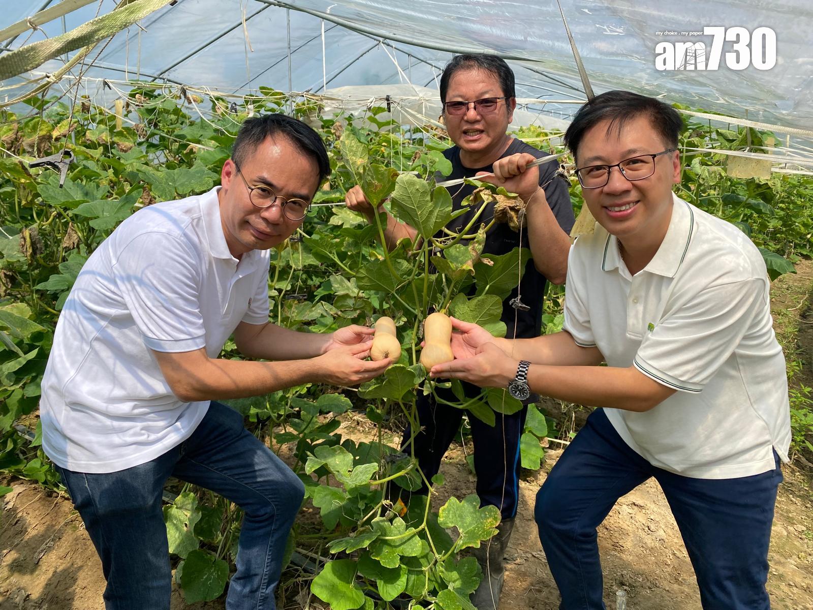 (左)7-Eleven 香港及澳門常務董事雷理良、(中)鴻日農莊主理人黃展明、(右)美心集團供應鏈總監區晉禮一起採收奶油南瓜。