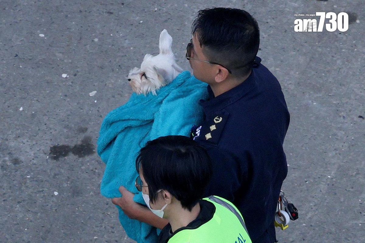 大埔宏福苑五級火發生後,陸續有寵物被救出。(資料圖片/路透社)