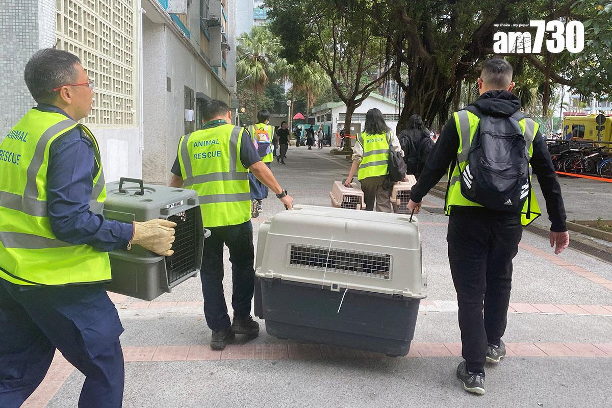 大埔宏福苑五級火發生後,陸續有寵物被救出。(資料圖片/路透社)